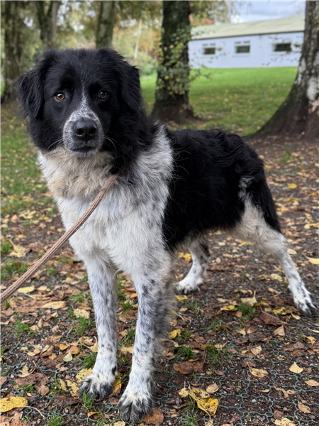 Flynn